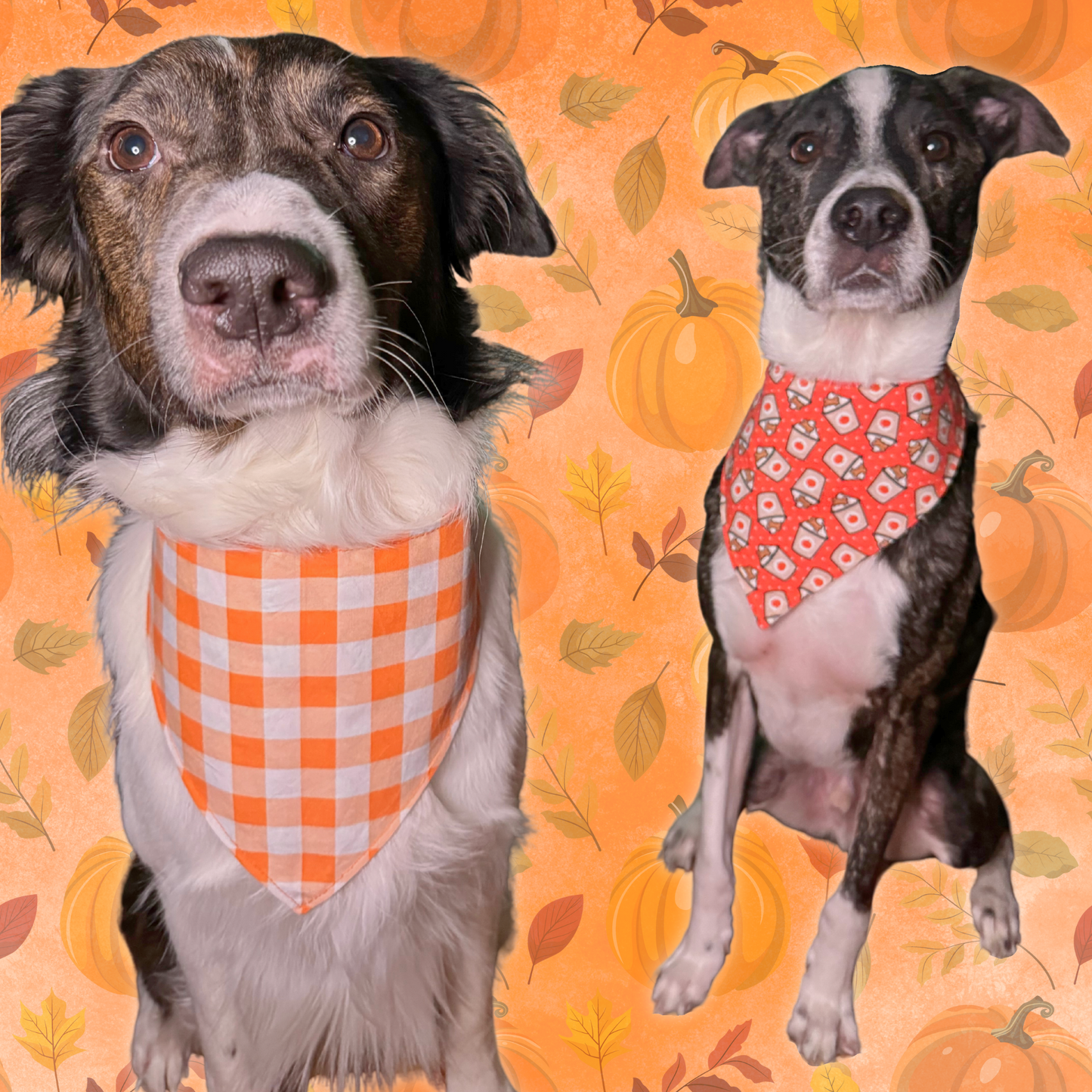 Pup-kin Latte Bandana