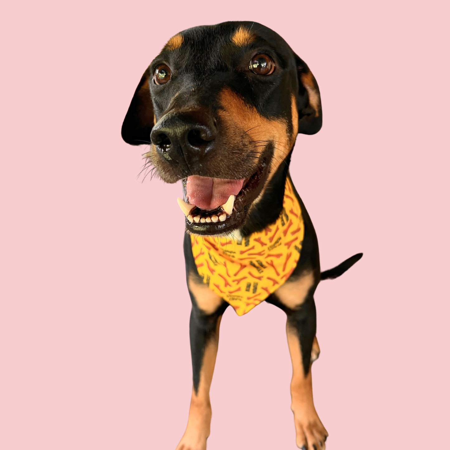 Branch Manager Bandana (Yellow)