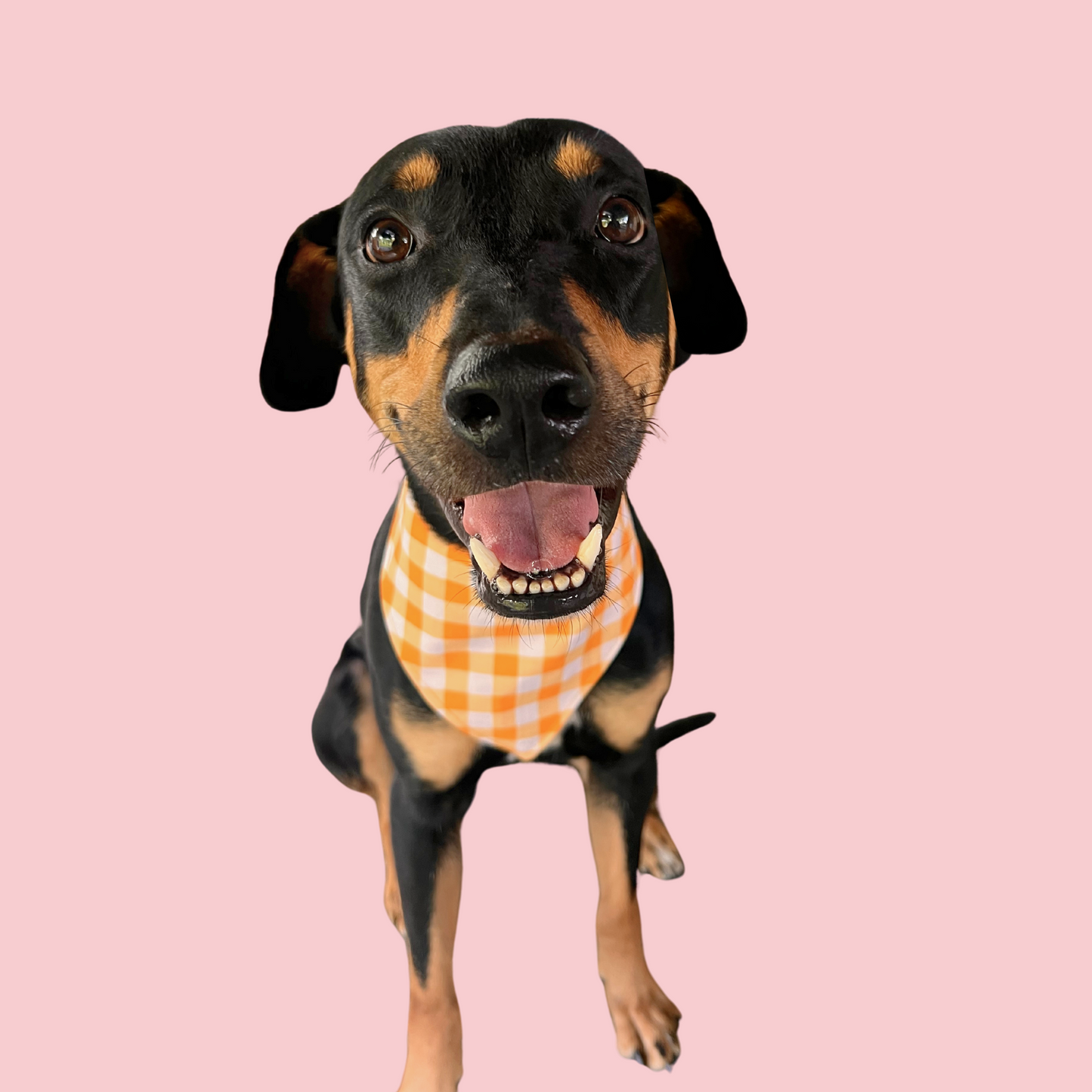 Branch Manager Bandana (Yellow)